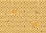 TAC11